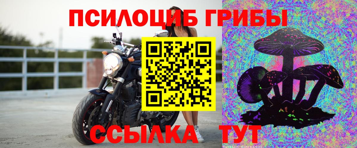 Псилоцибиновые грибы Cubensis Балтийск